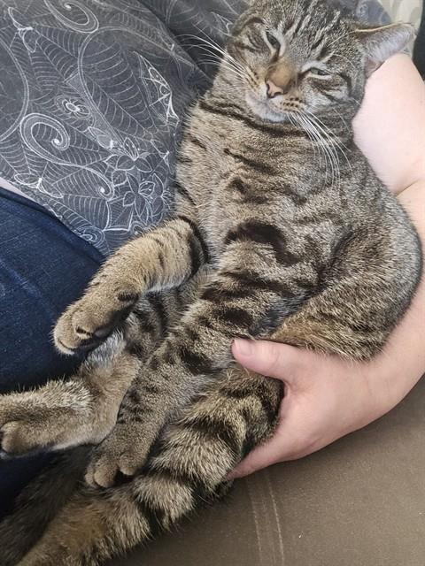 EEK, Adoptable, Young Female Domestic Short Hair.