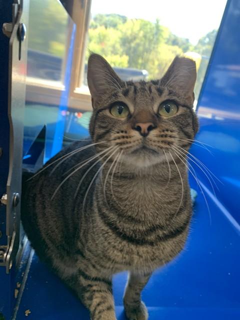 EEK, Adoptable, Young Female Domestic Short Hair.