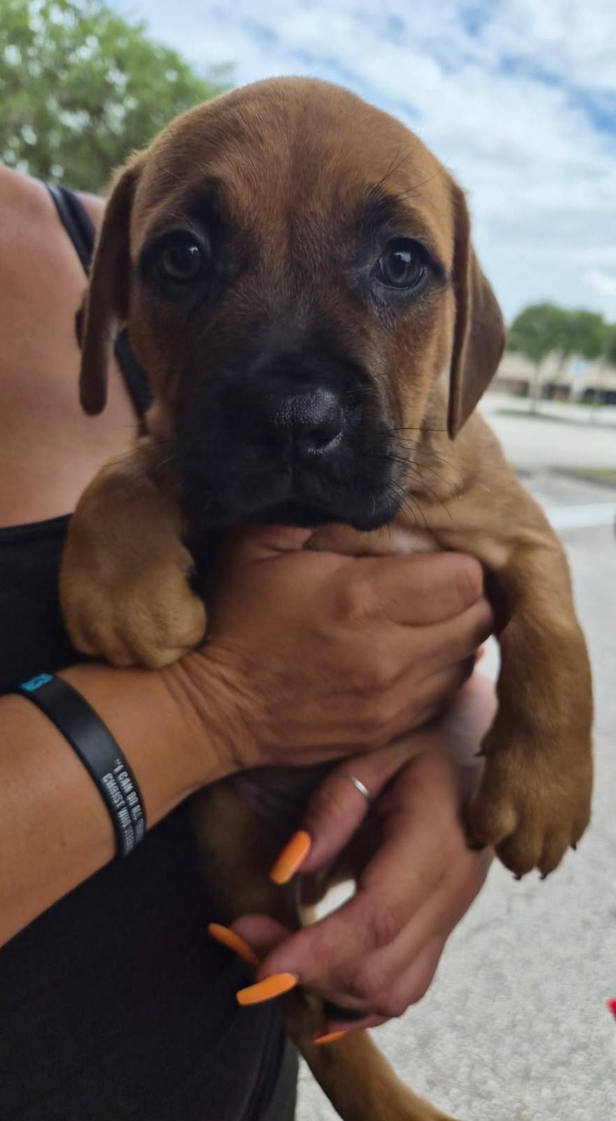 Gatti, an adoptable mixed breed in Orlando, FL image 3/3
