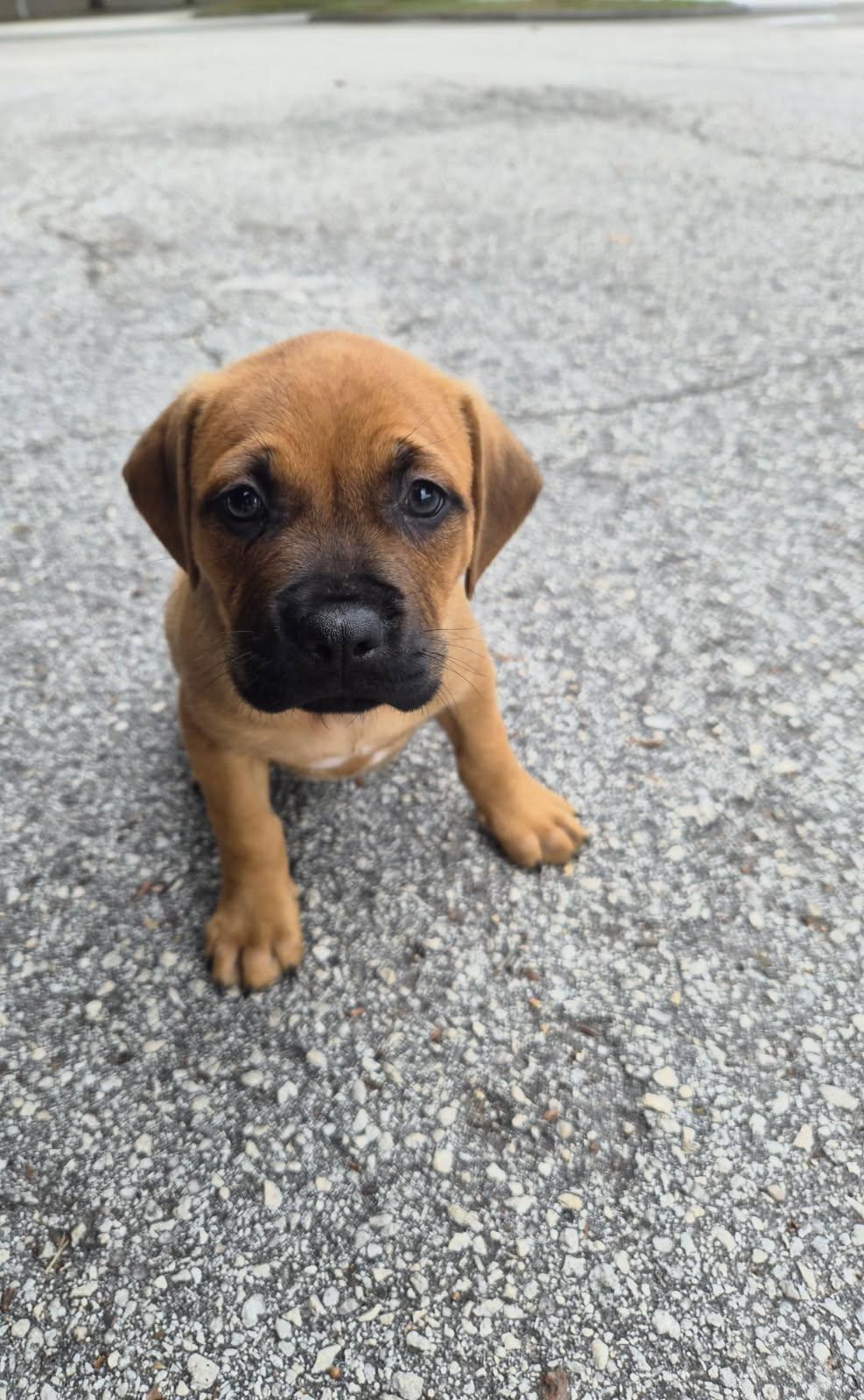 Gatti, an adoptable mixed breed in Orlando, FL image 1/3