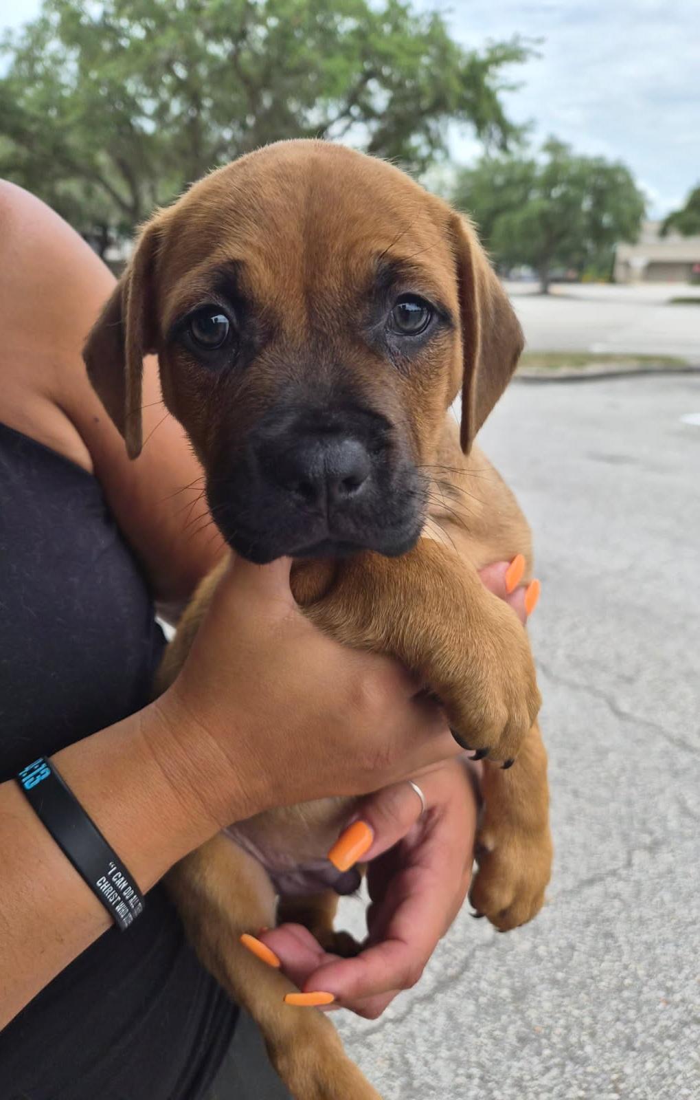 Gatti, an adoptable mixed breed in Orlando, FL image 2/3