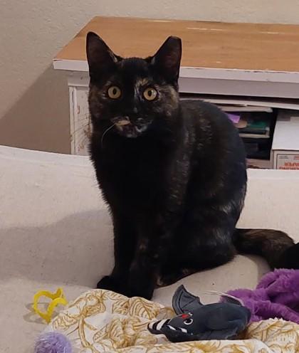 Torte, Adoptable, Kitten Female Domestic Short Hair & Domestic Short Hair.
