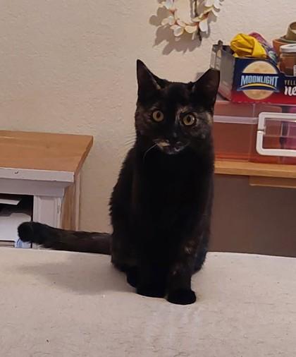Enlarge Torte, a Adoptable mixed breed in Divide, CO image 2/2