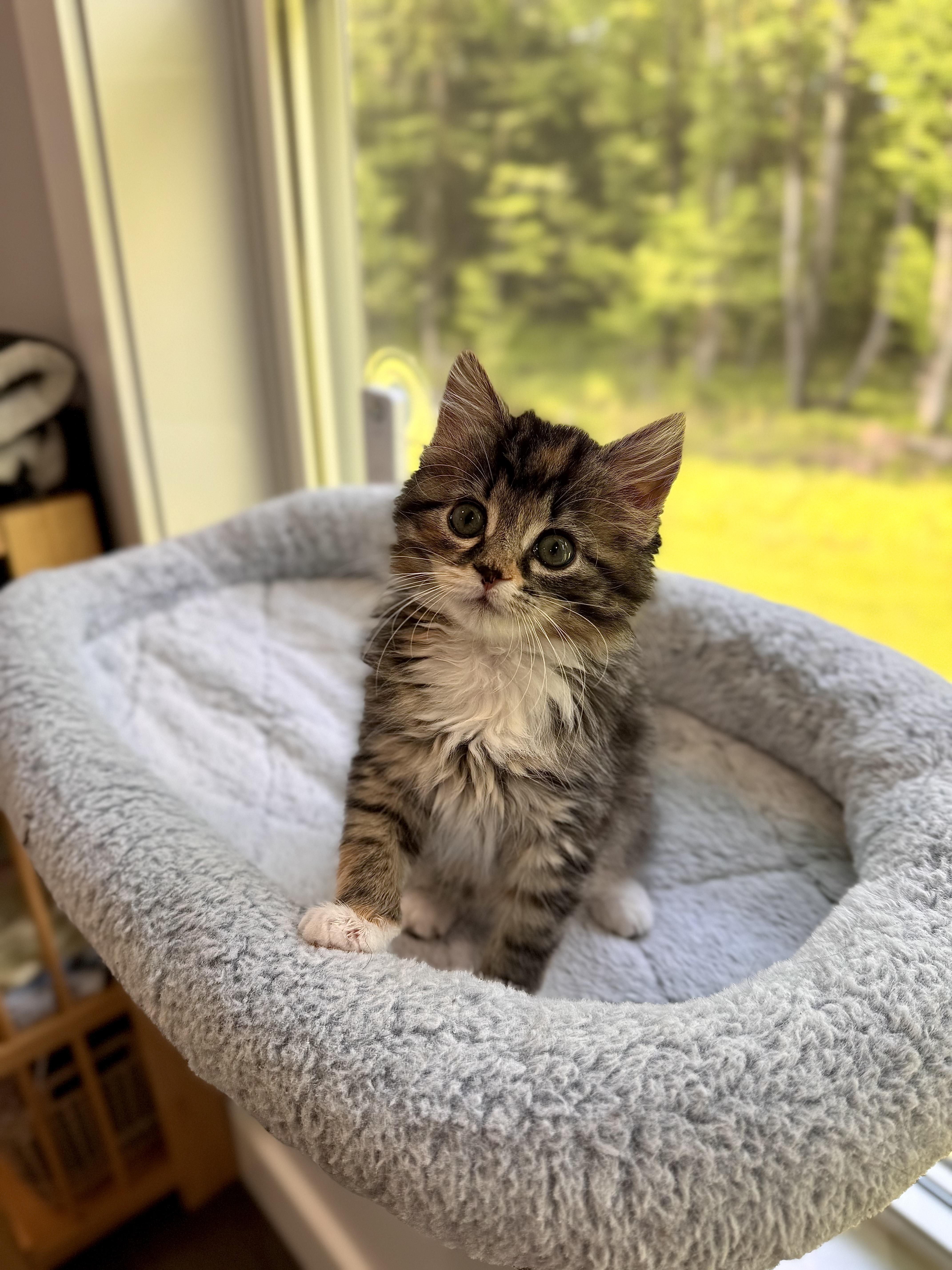 Enlarge Alysa Liu, an adopted Domestic Long Hair in Lacona, NY image 3/5