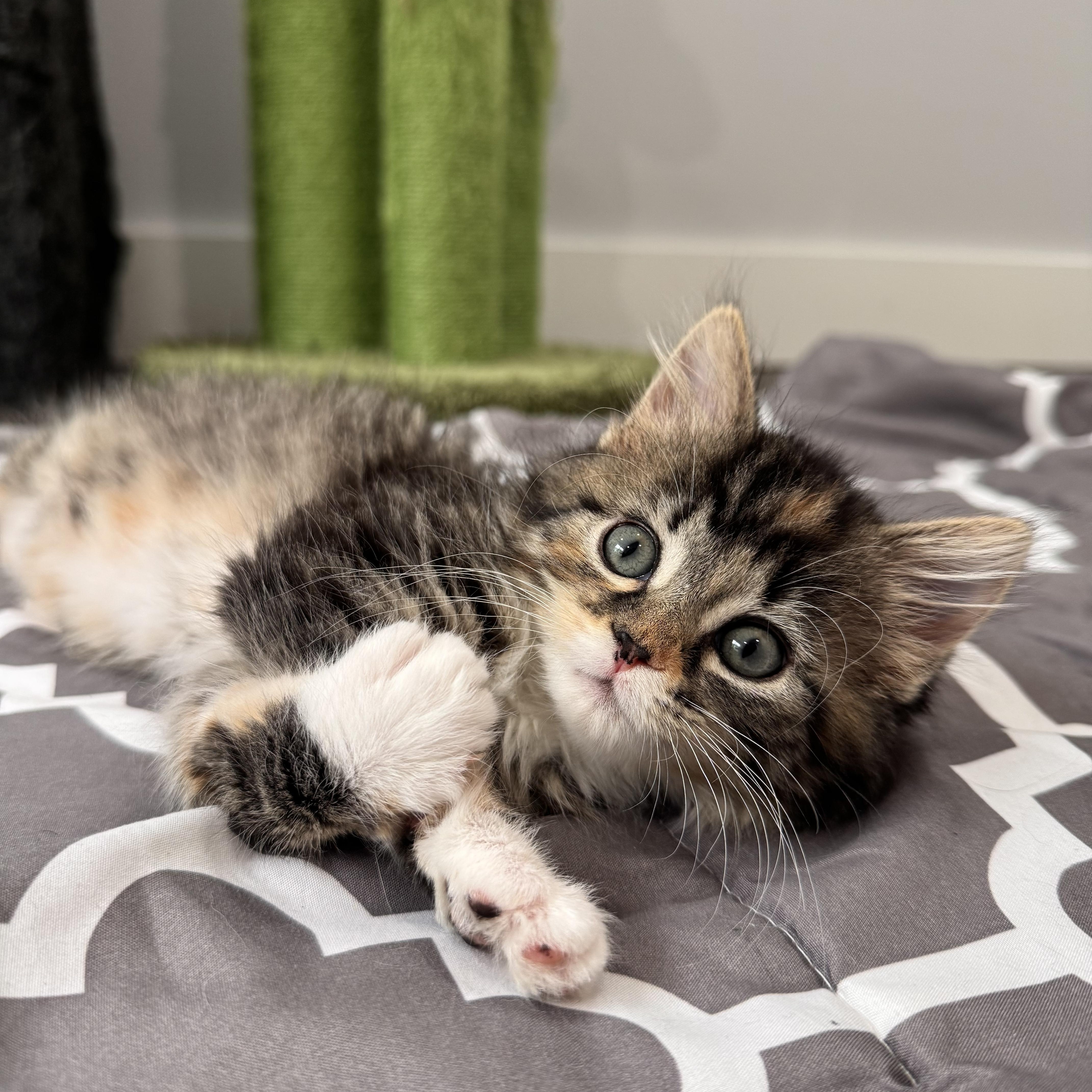 Enlarge Alysa Liu, an adopted Domestic Long Hair in Lacona, NY image 4/5