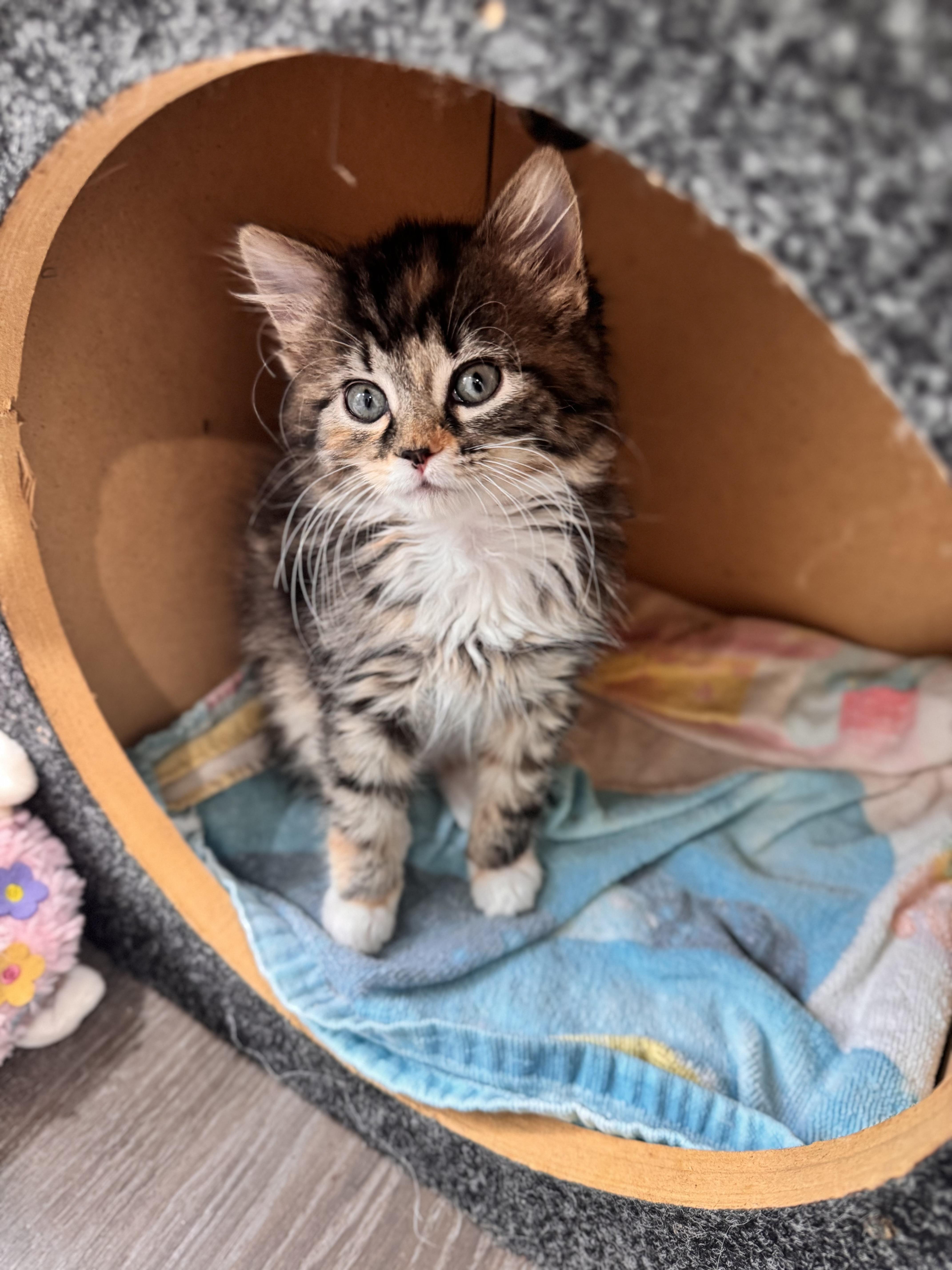 Enlarge Alysa Liu, an adopted Domestic Long Hair in Lacona, NY image 2/5