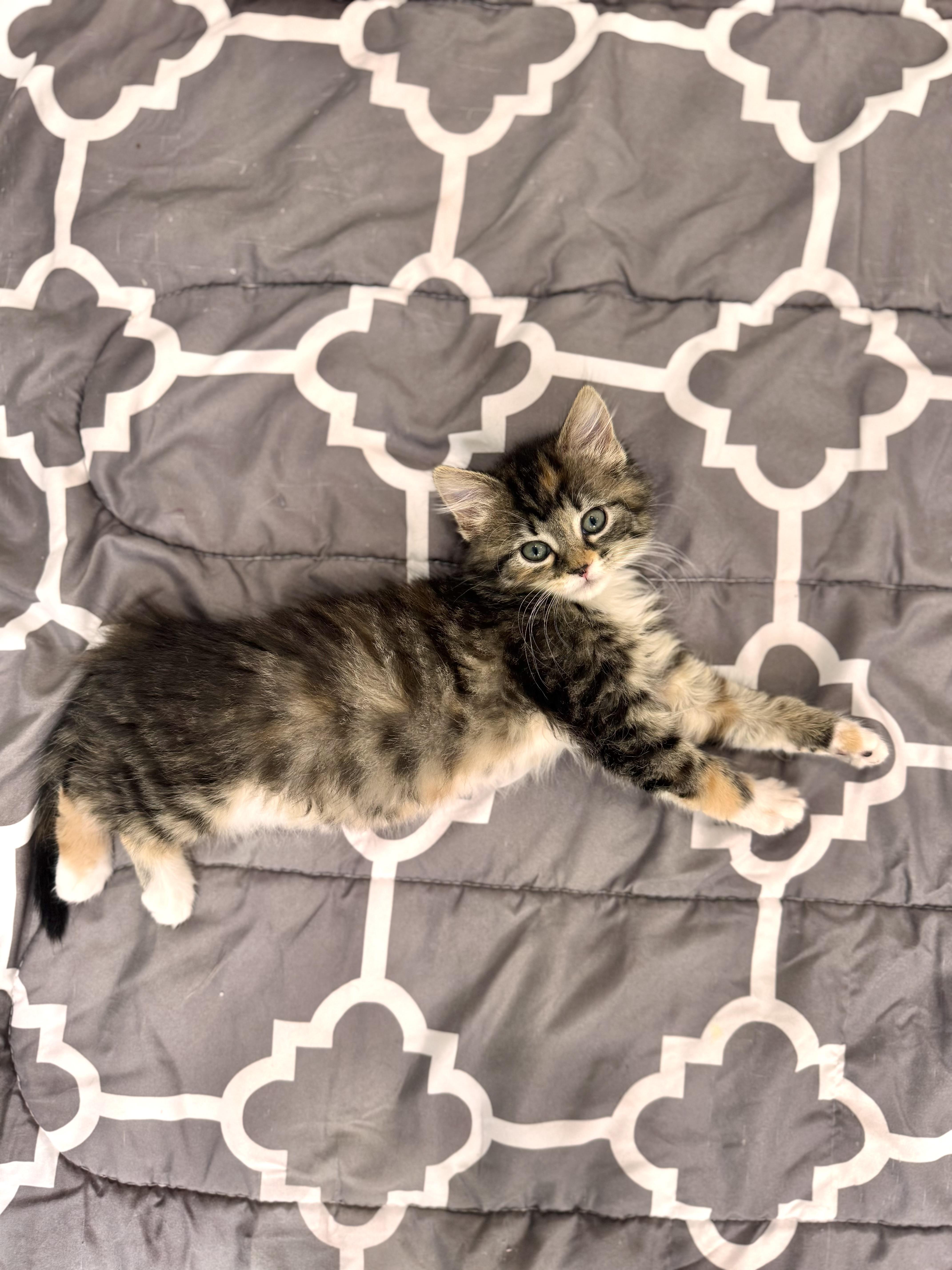 Enlarge Alysa Liu, an adopted Domestic Long Hair in Lacona, NY image 5/5
