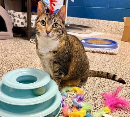 Mollie (& Stella), Adoptable, Adult Female Domestic Short Hair & Domestic Short Hair.