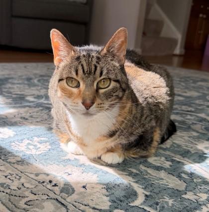 Enlarge Mollie (& Stella), a Adoptable mixed breed in Fairfax, VA image 1/3