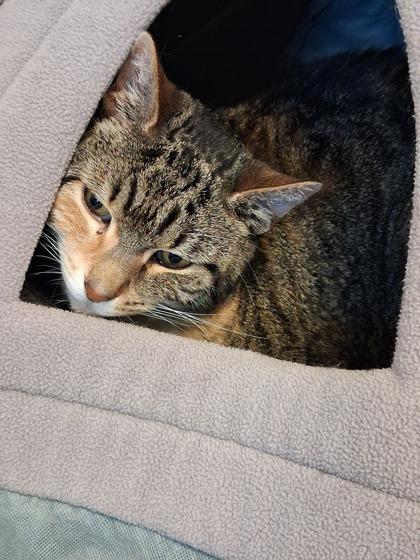Enlarge Mollie (& Stella), a Adoptable mixed breed in Fairfax, VA image 2/3