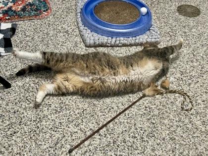 Enlarge Mollie (& Stella), a Adoptable mixed breed in Fairfax, VA image 2/3