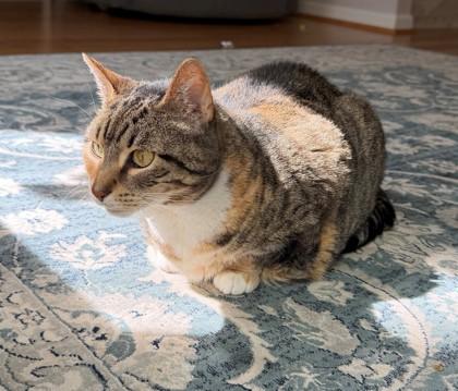 Enlarge Mollie (& Stella), a Adoptable mixed breed in Fairfax, VA image 3/3