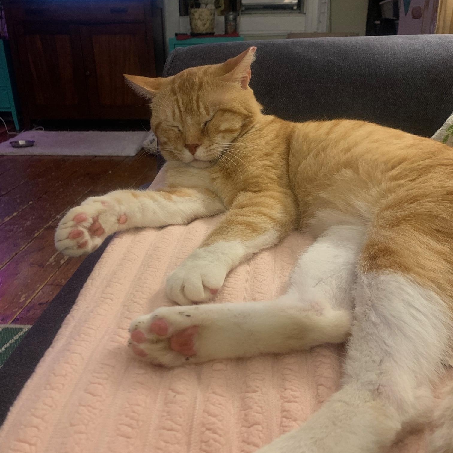 Buzby, an adopted Domestic Short Hair in Jersey City, NJ image 1/2