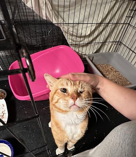 Buzby, an adopted Domestic Short Hair in Jersey City, NJ image 2/2