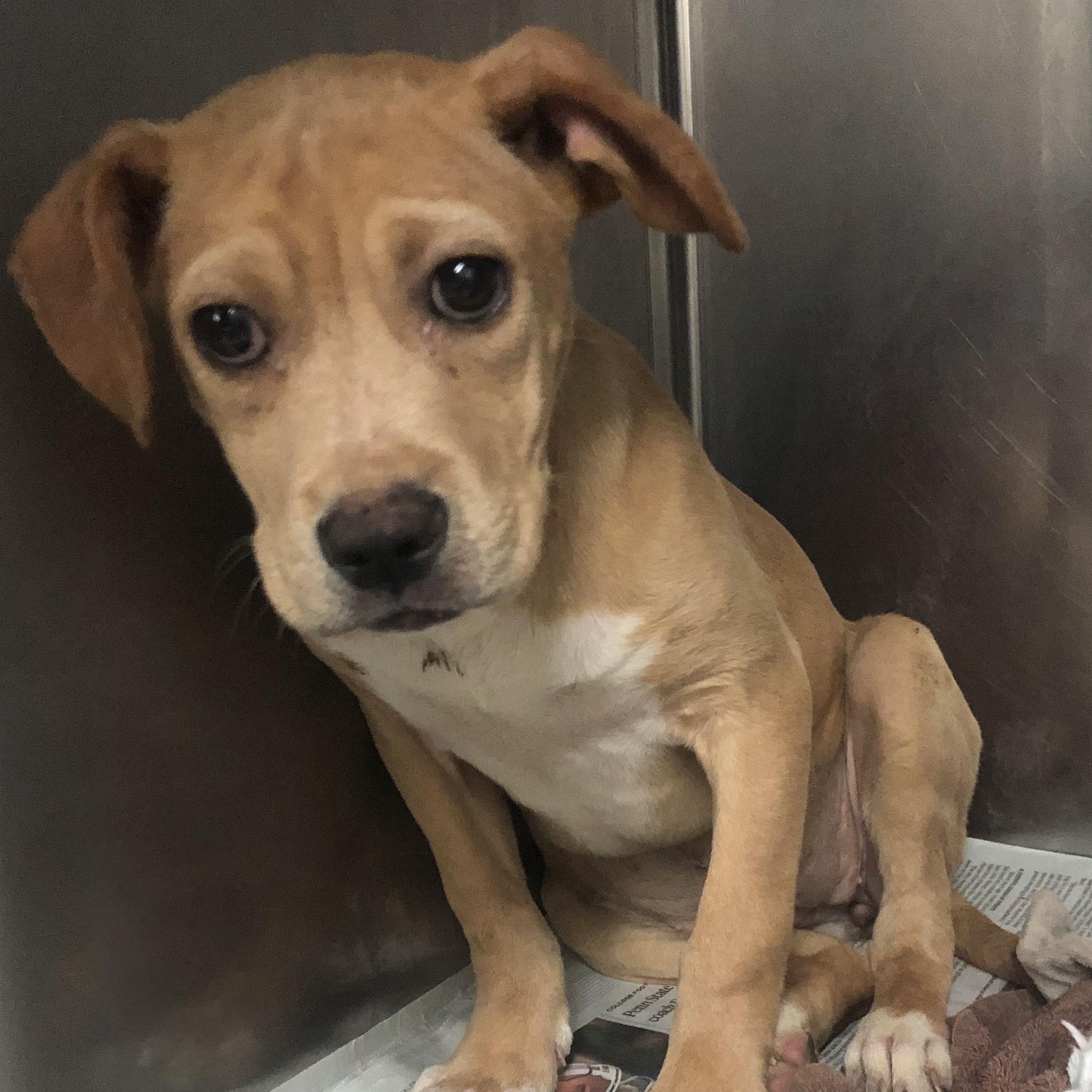 Ruth, ADOPTABLE, Puppy Female Labrador Retriever.