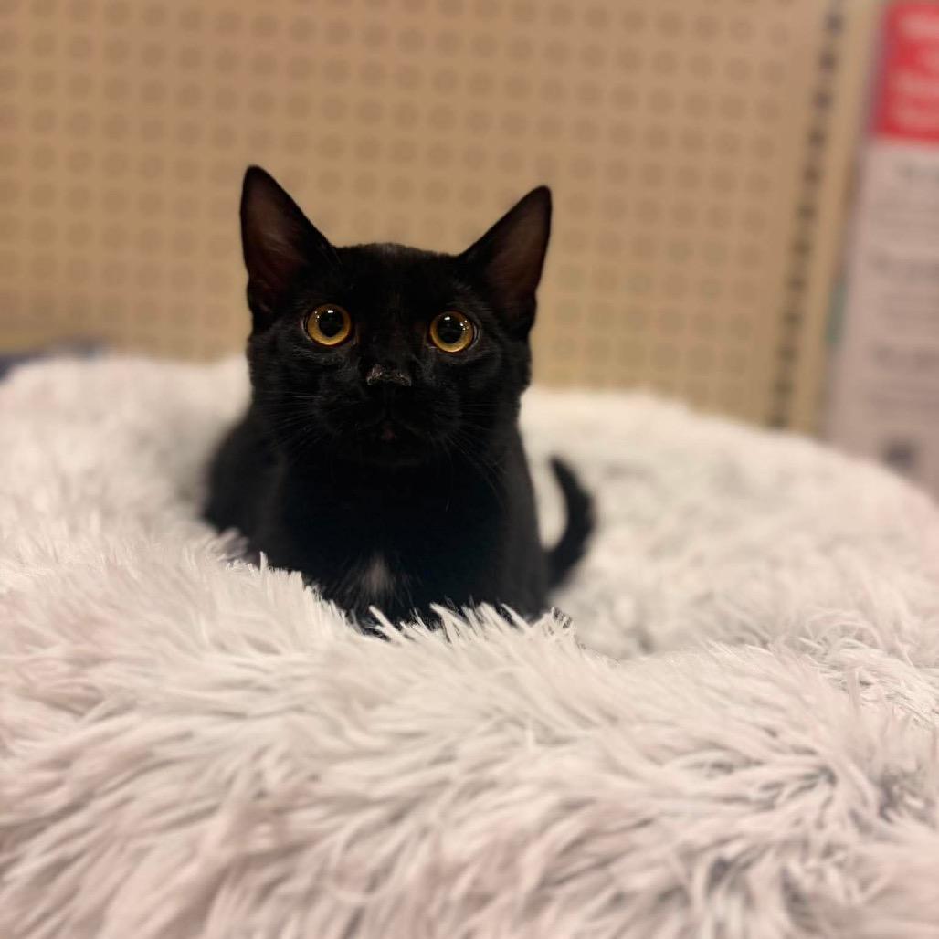 Mars, Adoptable, Kitten Male American Shorthair.