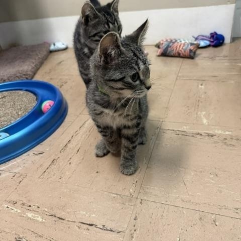 Faun, a ADOPTABLE Domestic Short Hair in Chisholm, MN image 2/3