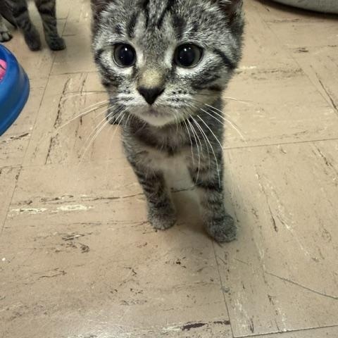 Faun, a ADOPTABLE Domestic Short Hair in Chisholm, MN image 3/3