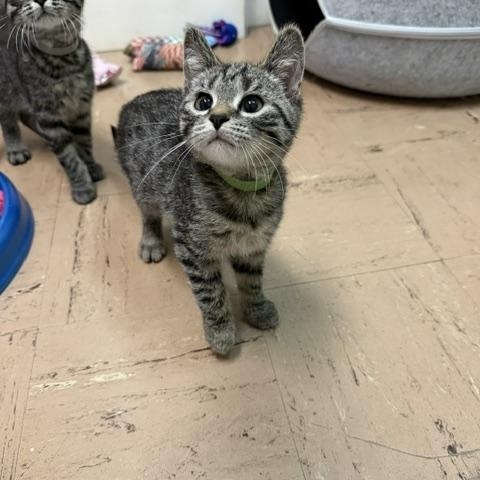 Faun, ADOPTABLE, Kitten Male Domestic Short Hair.