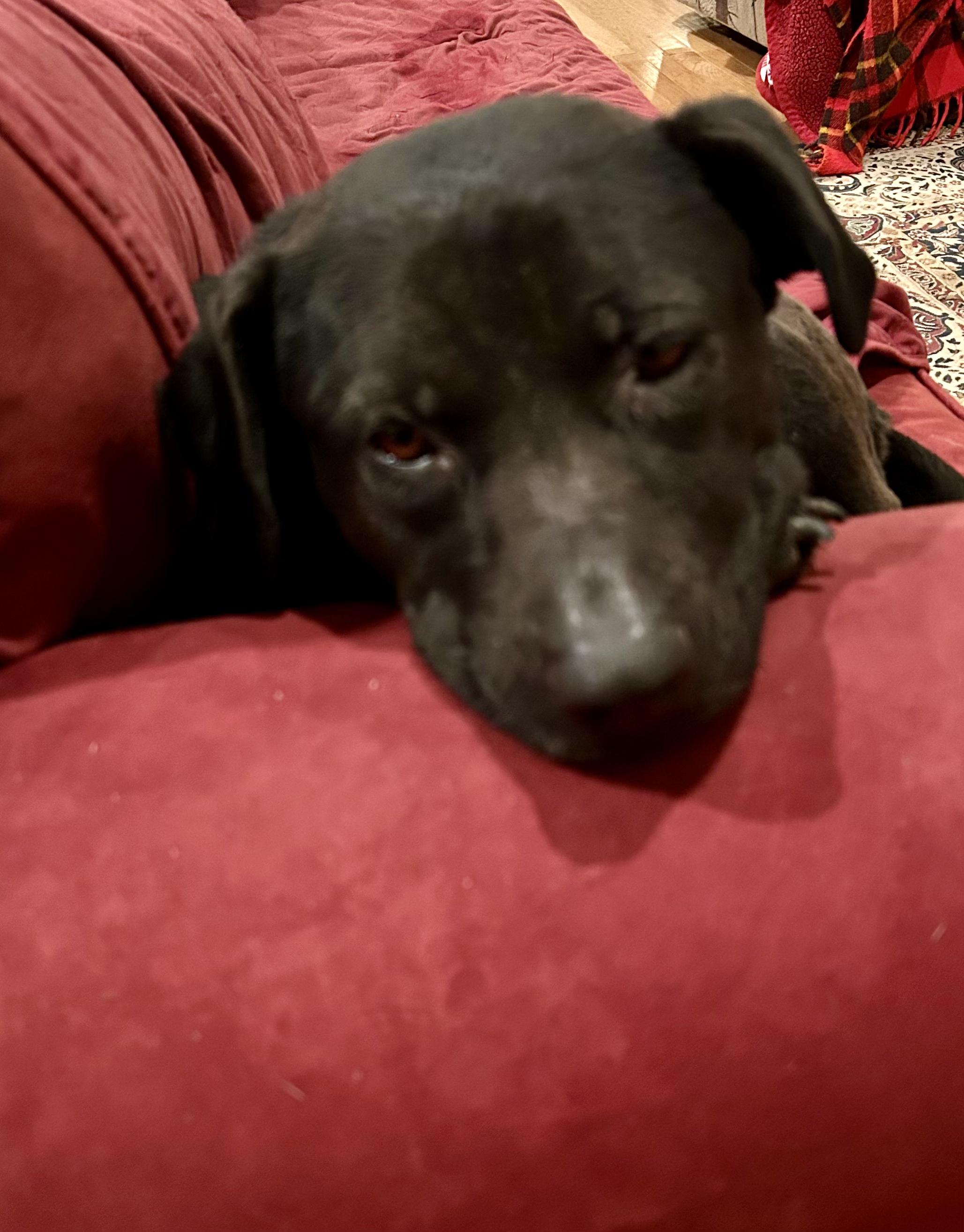 Jade, a Adoptable mixed breed in Sioux City, IA image 2/4