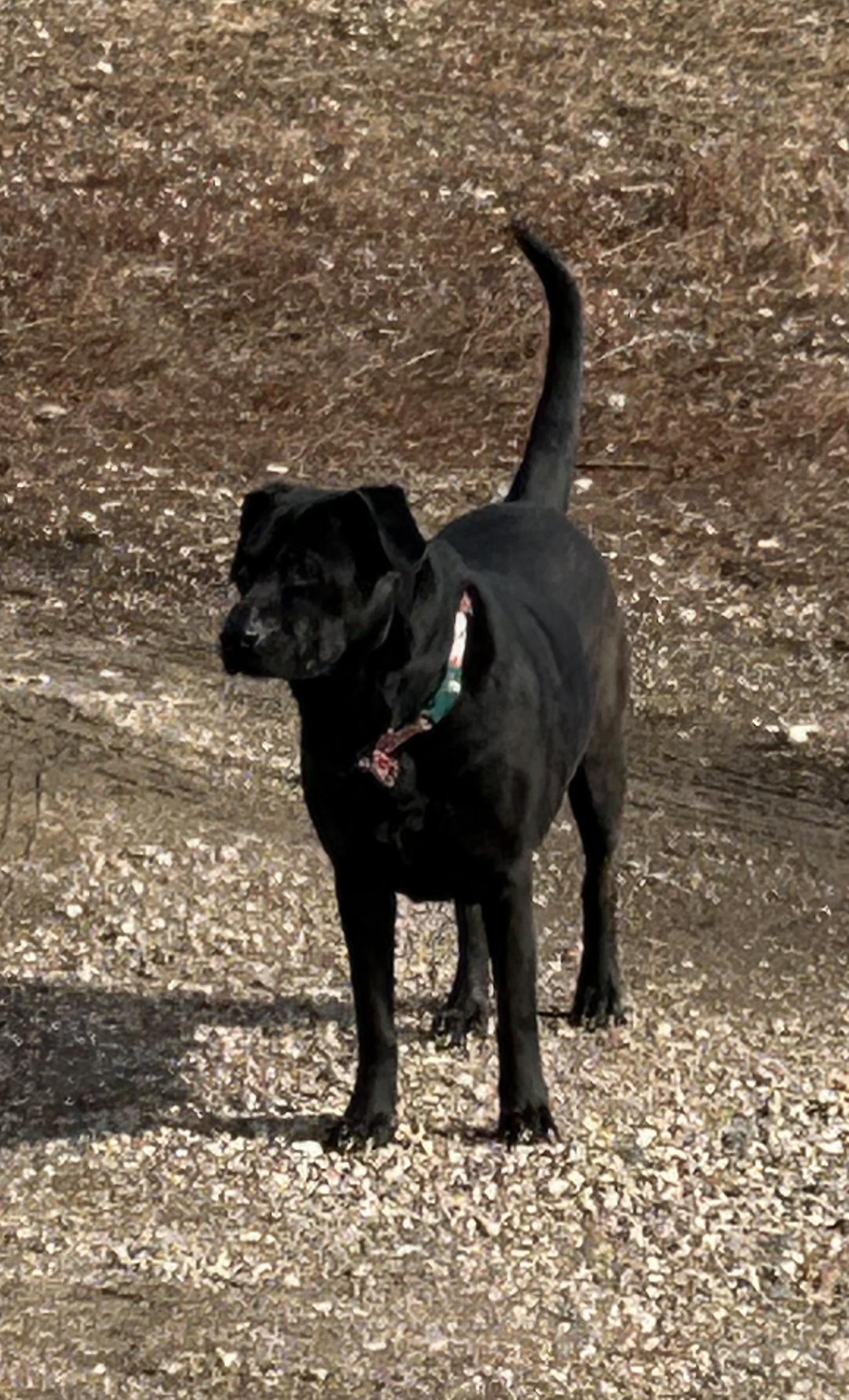 Jade, a Adoptable mixed breed in Sioux City, IA image 3/4