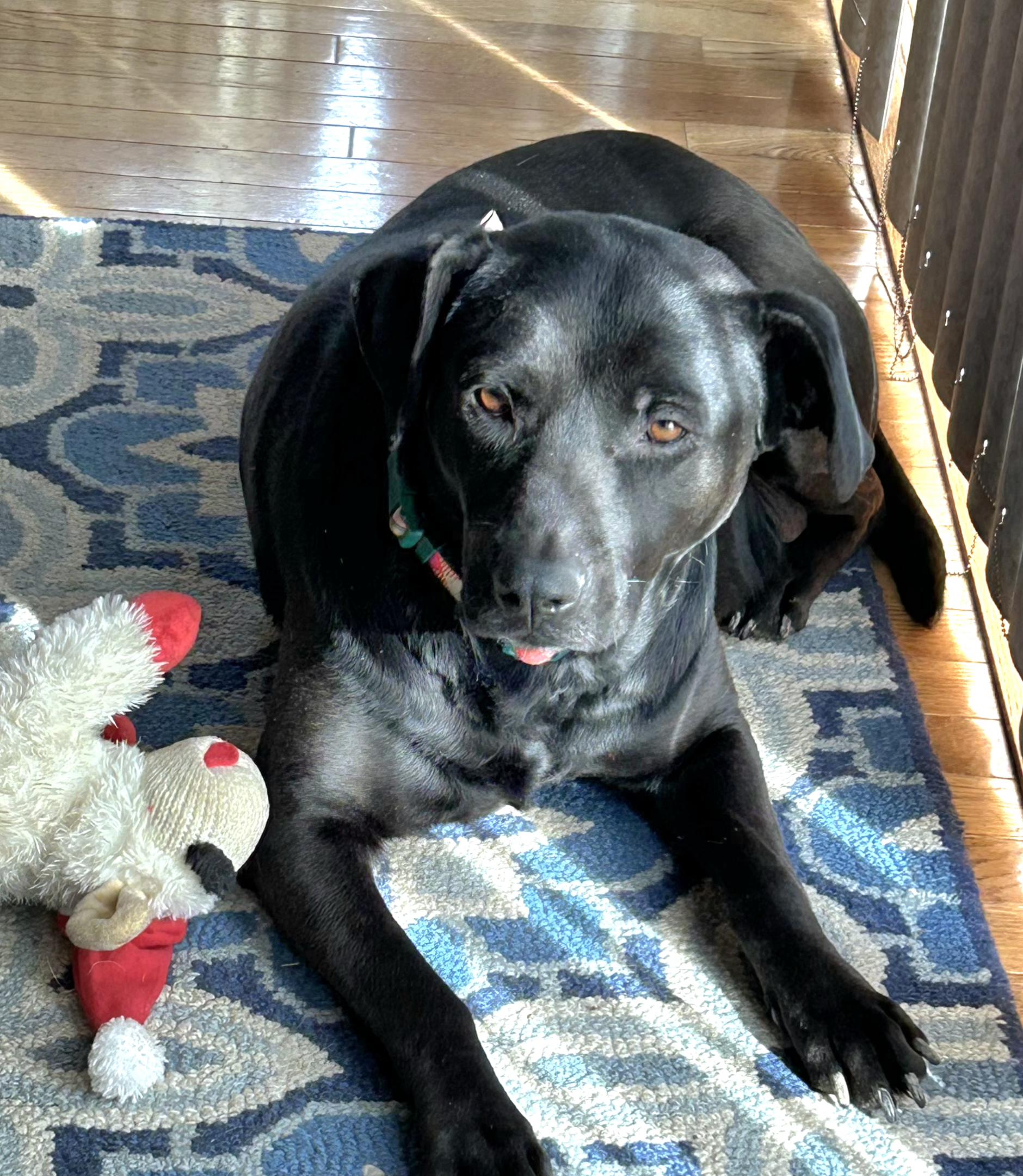 Jade, Adoptable, Adult Female Black Labrador Retriever.