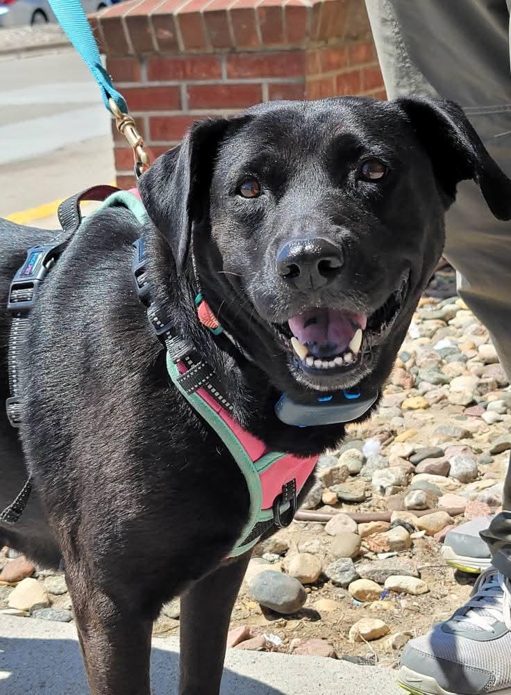 Enlarge Jade, a Adoptable mixed breed in Sioux City, IA image 6/6