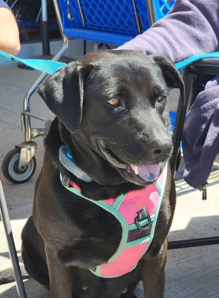 Jade, Adoptable, Adult Female Black Labrador Retriever.