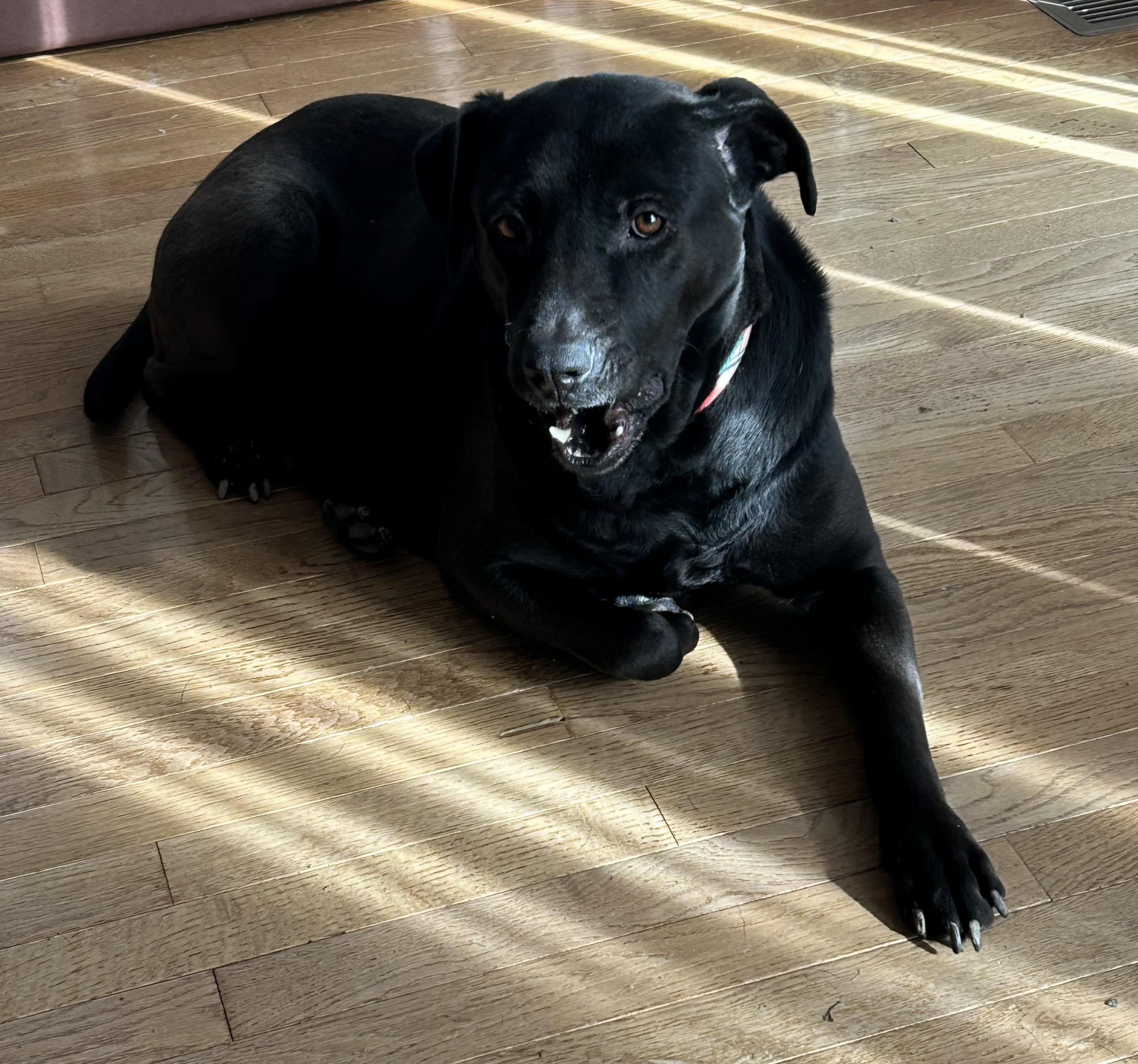 Jade, a Adoptable mixed breed in Sioux City, IA image 4/4