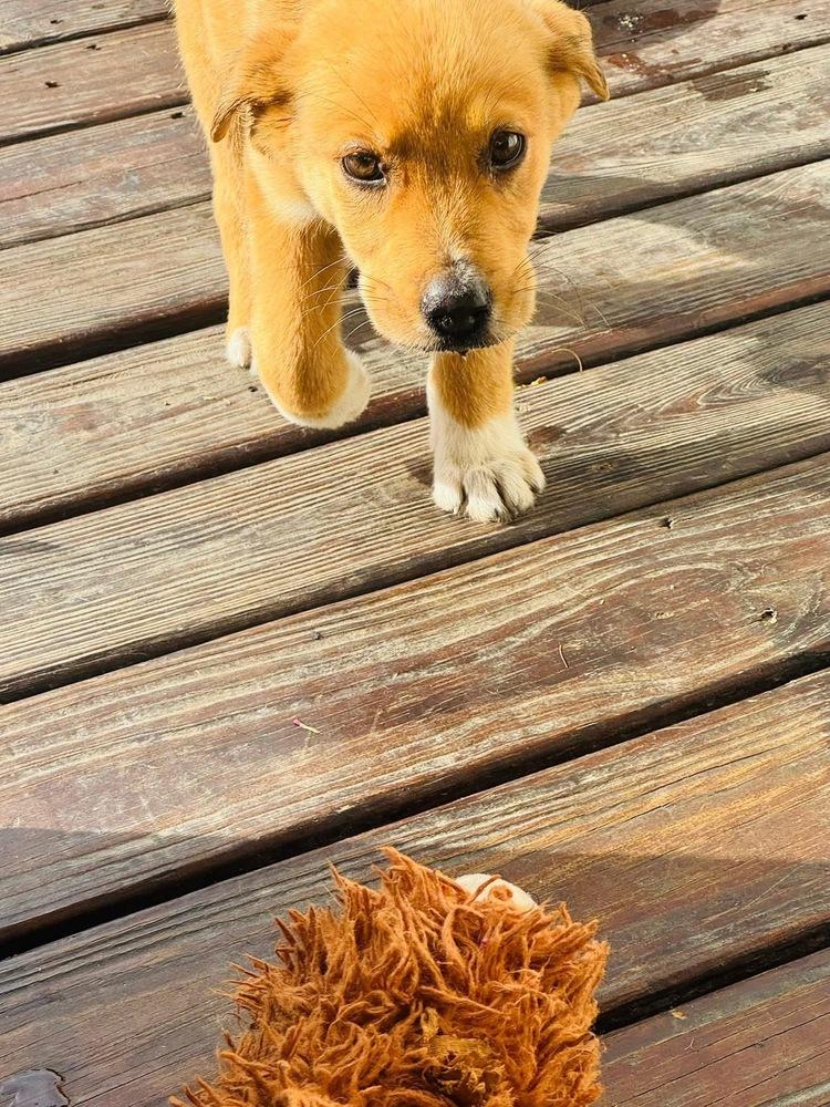 Award Winning : Grammy (Graham), a Adopted mixed breed in Aurora, IN image 3/3