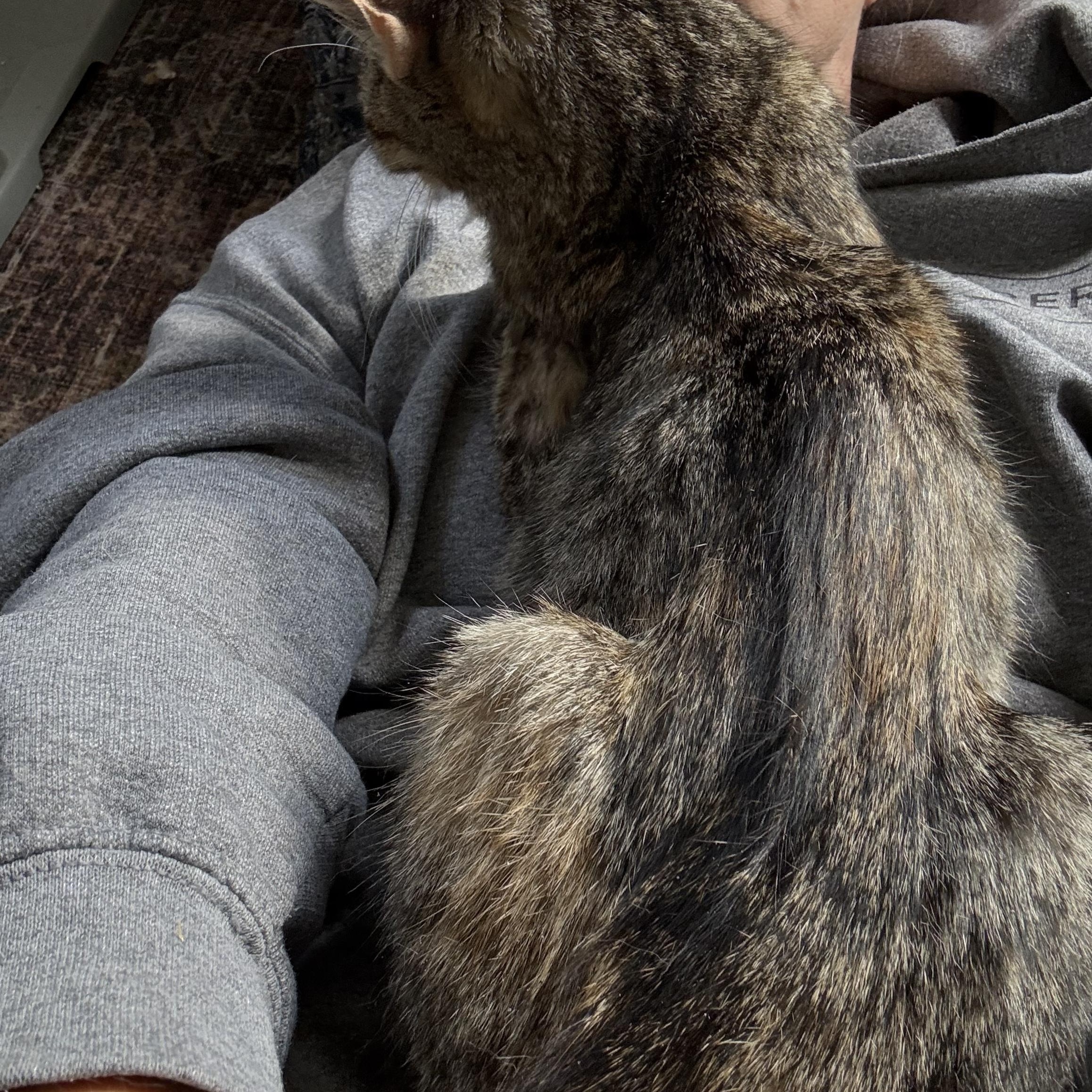 Mildred , a ADOPTABLE Domestic Short Hair in Warminster, PA image 5/6