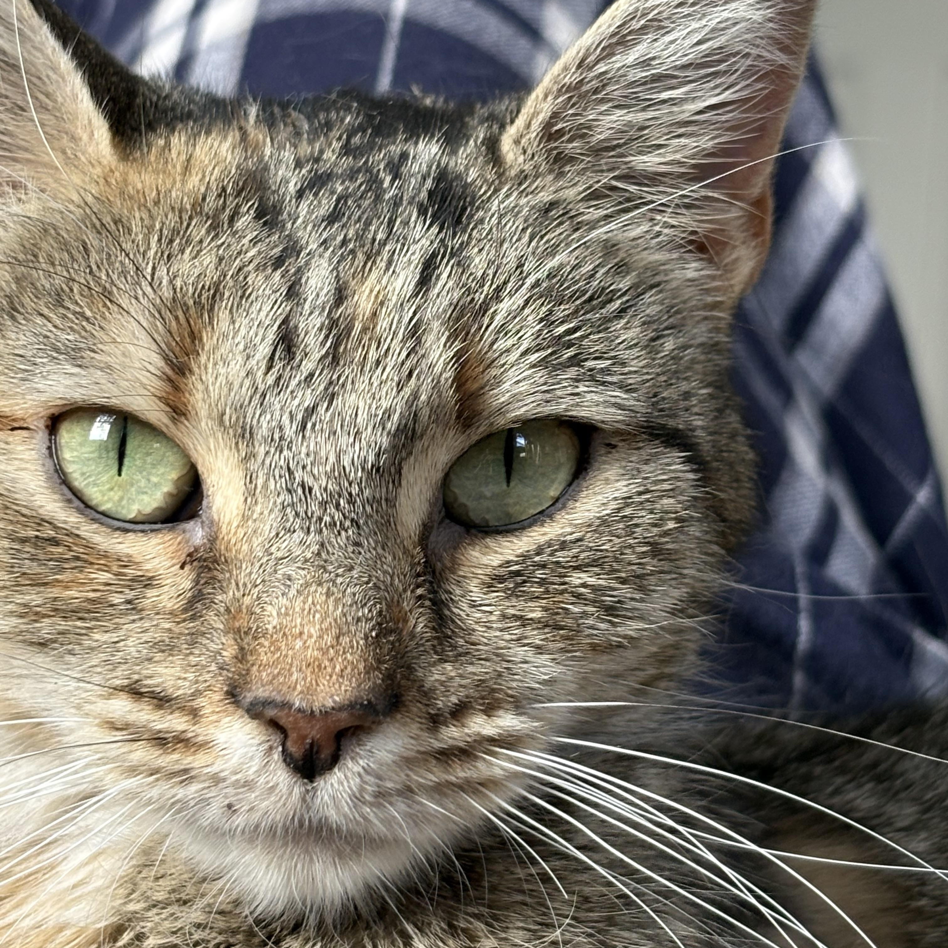 Mildred , a ADOPTABLE Domestic Short Hair in Warminster, PA image 6/6