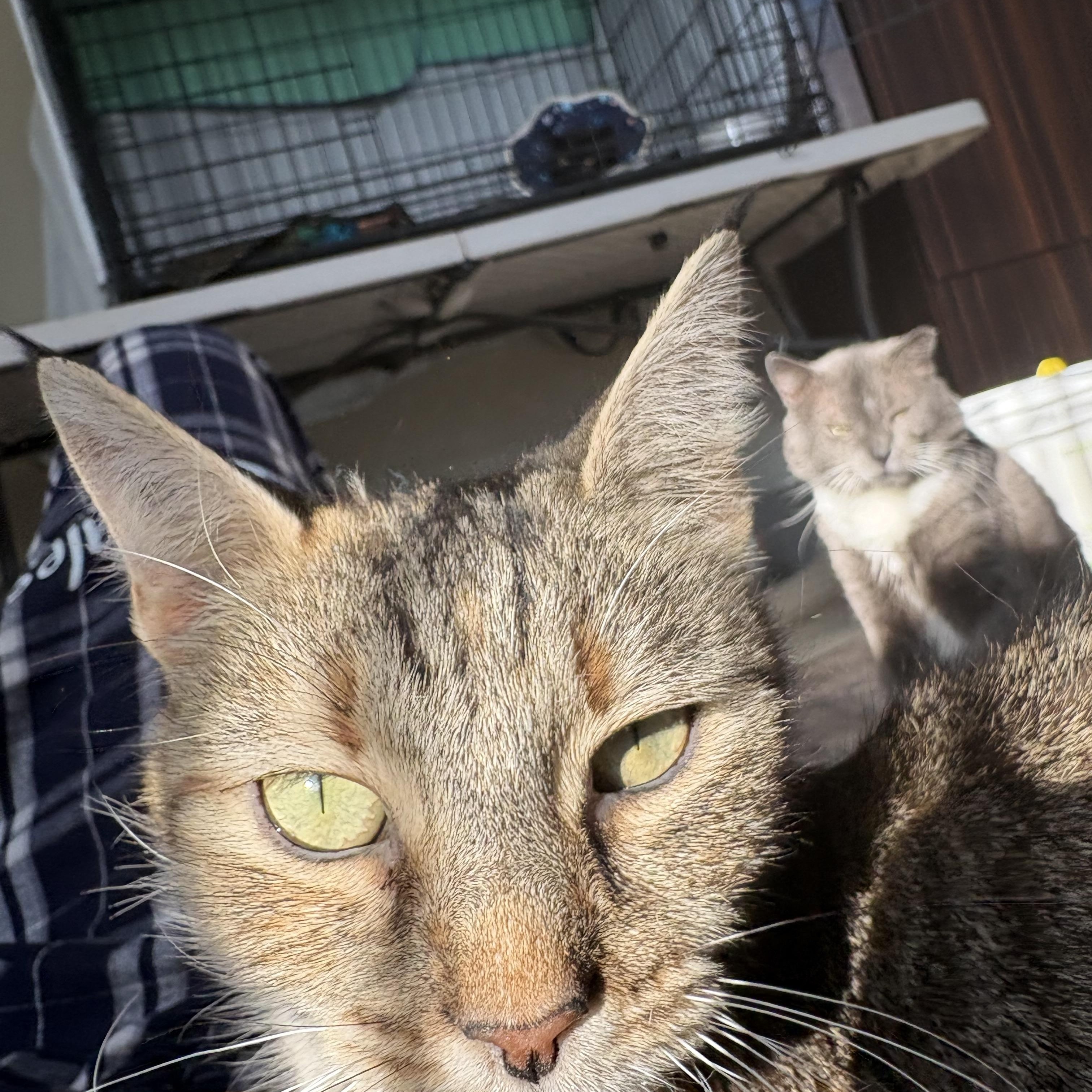 Mildred , a ADOPTABLE Domestic Short Hair in Warminster, PA image 3/6