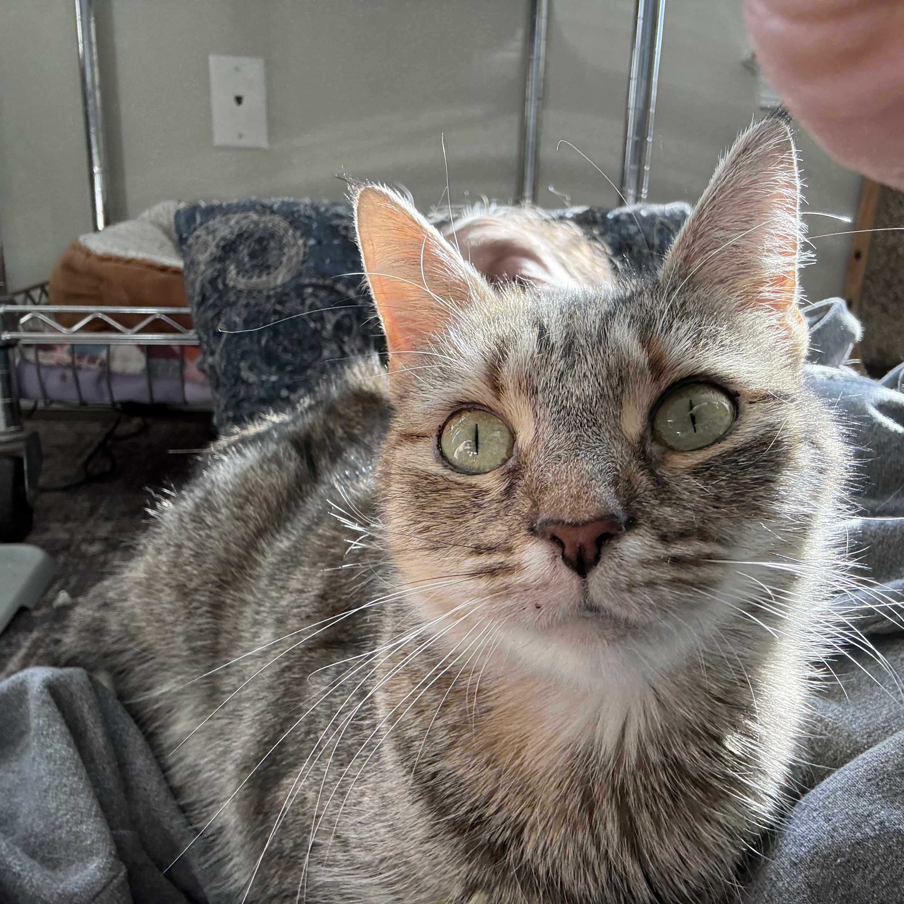 Mildred , a ADOPTABLE Domestic Short Hair in Warminster, PA image 2/6