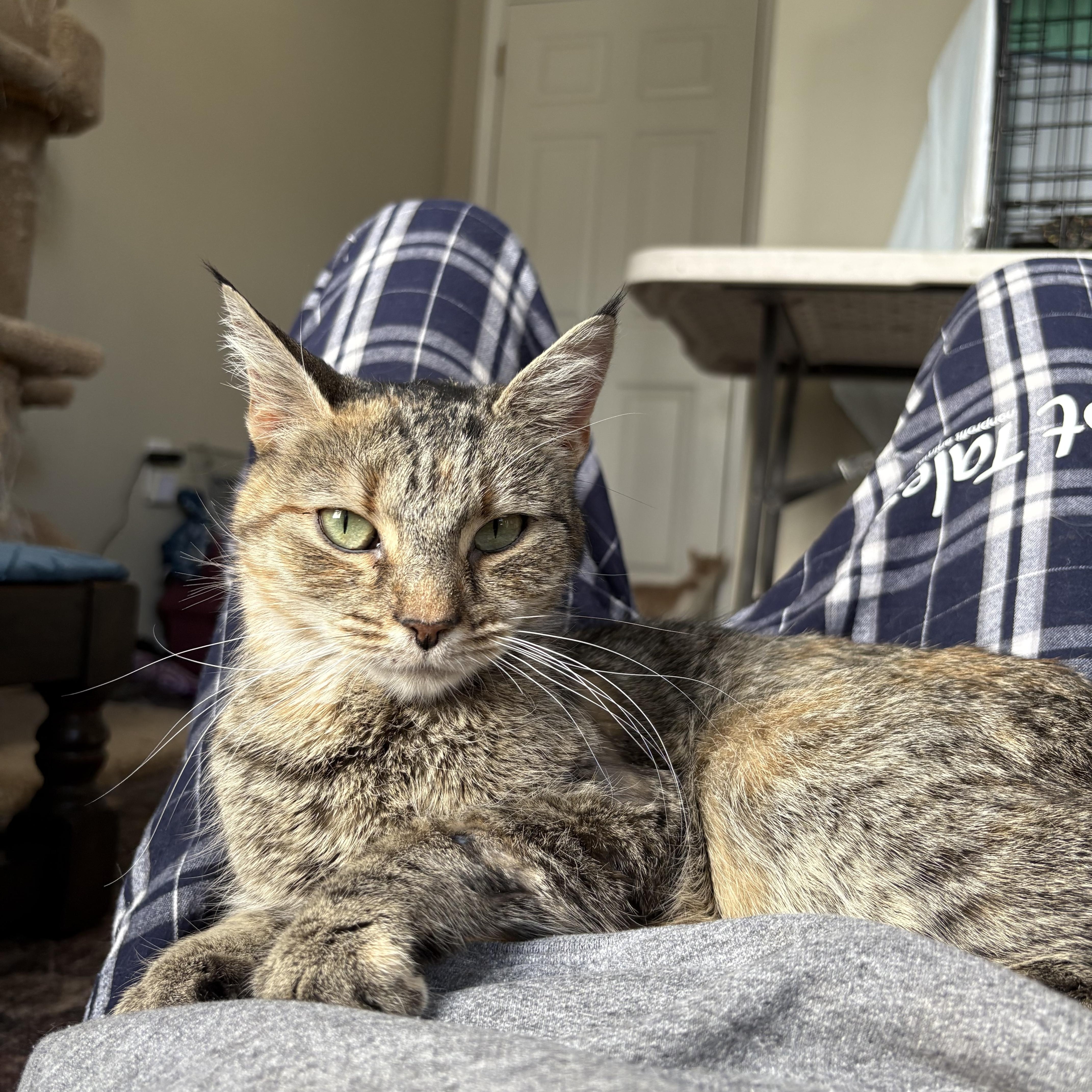 Mildred , ADOPTABLE, Young Female Domestic Short Hair.