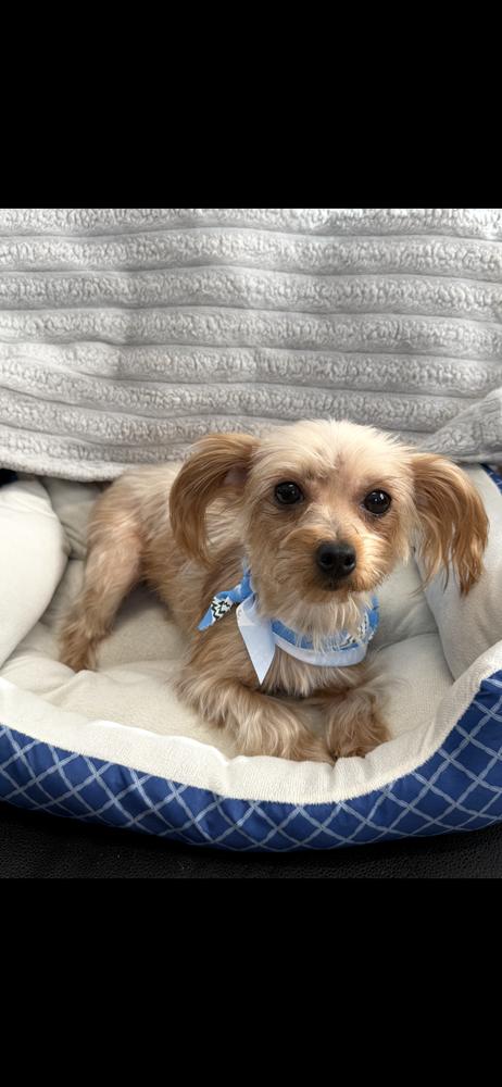 Little Miss, Adoptable, Adult Female Yorkshire Terrier.