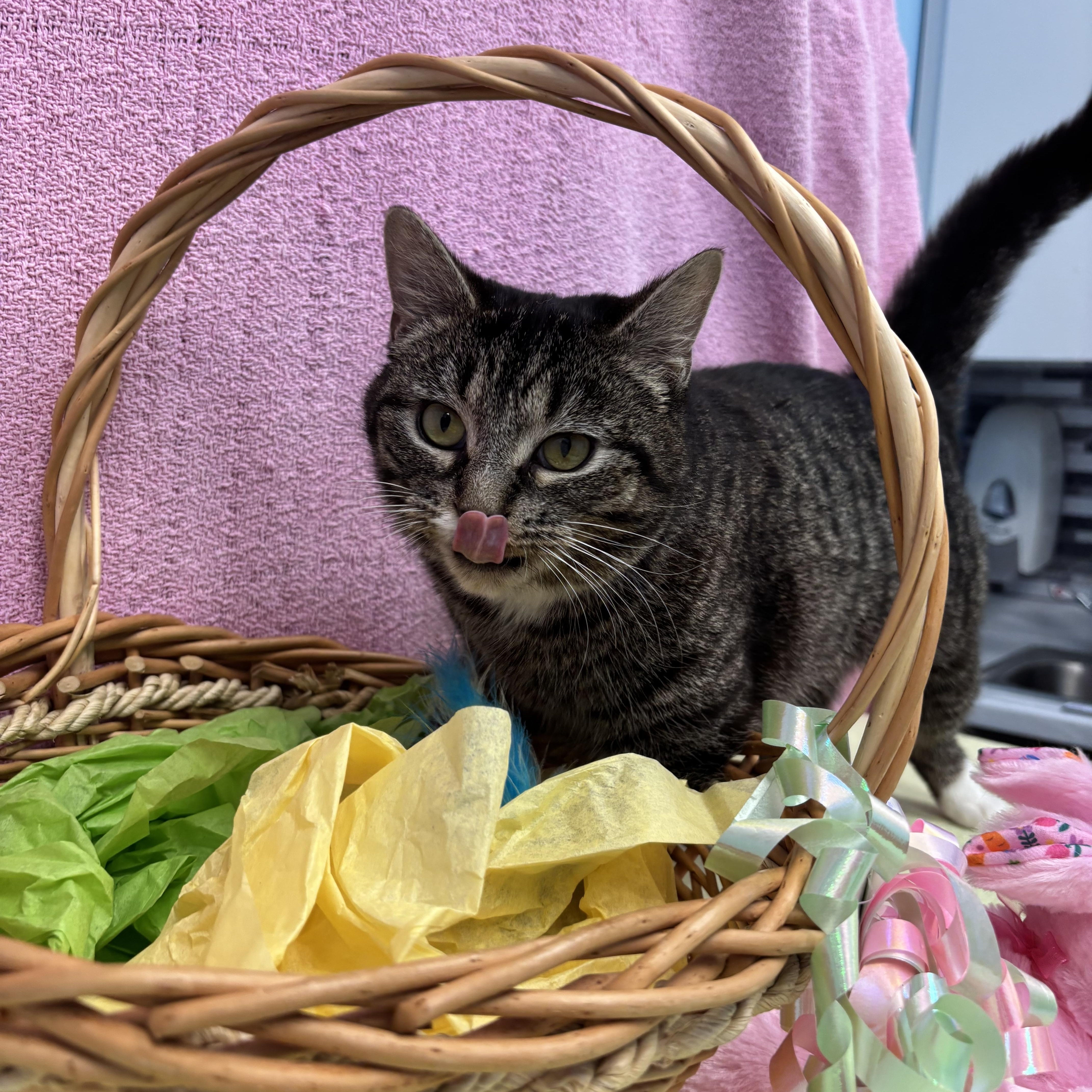 Enlarge Pistachio, a ADOPTABLE Domestic Short Hair in Bear, DE image 2/3