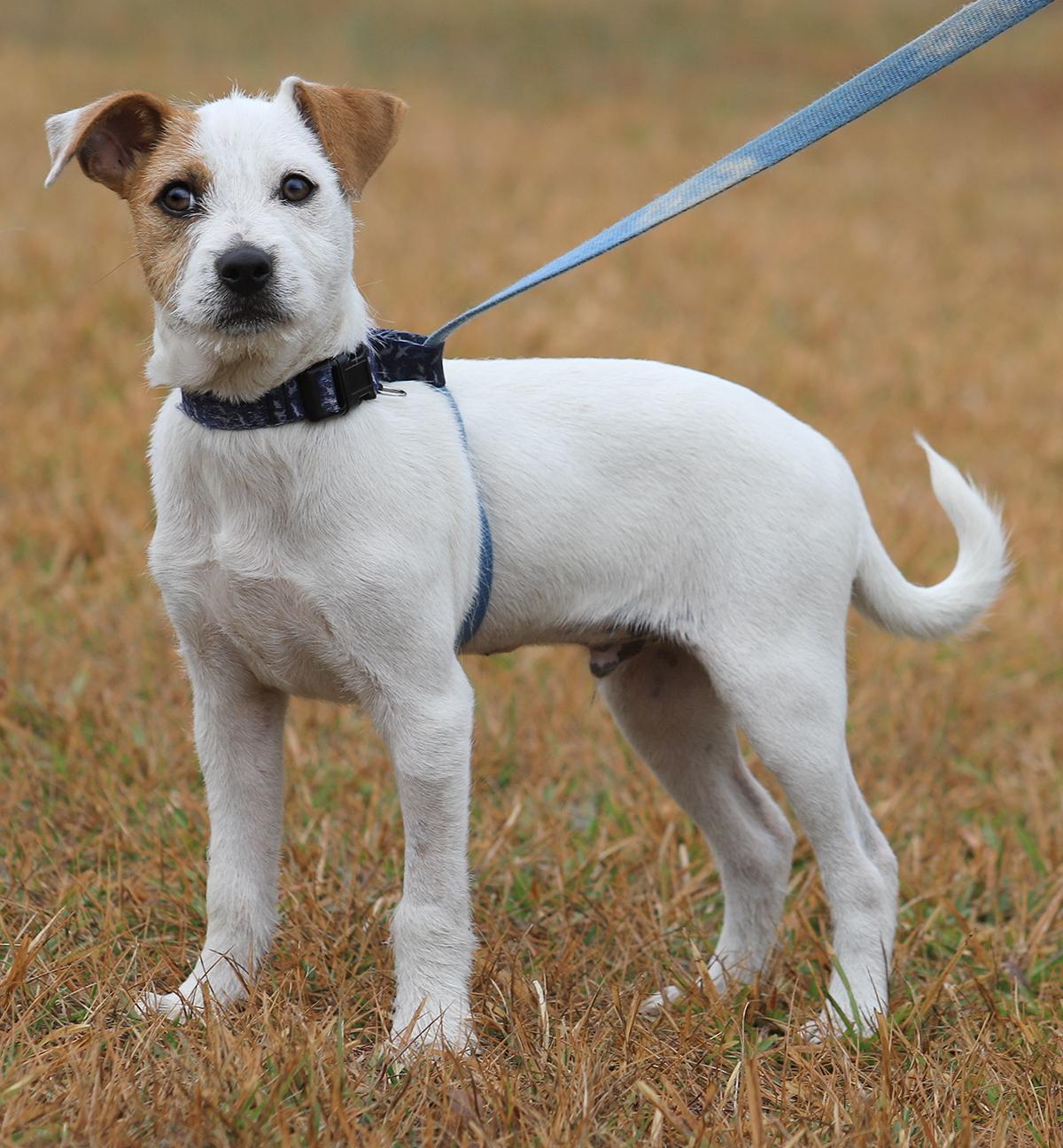 Pez, an adopted mixed breed in North Fort Myers, FL image 1/3
