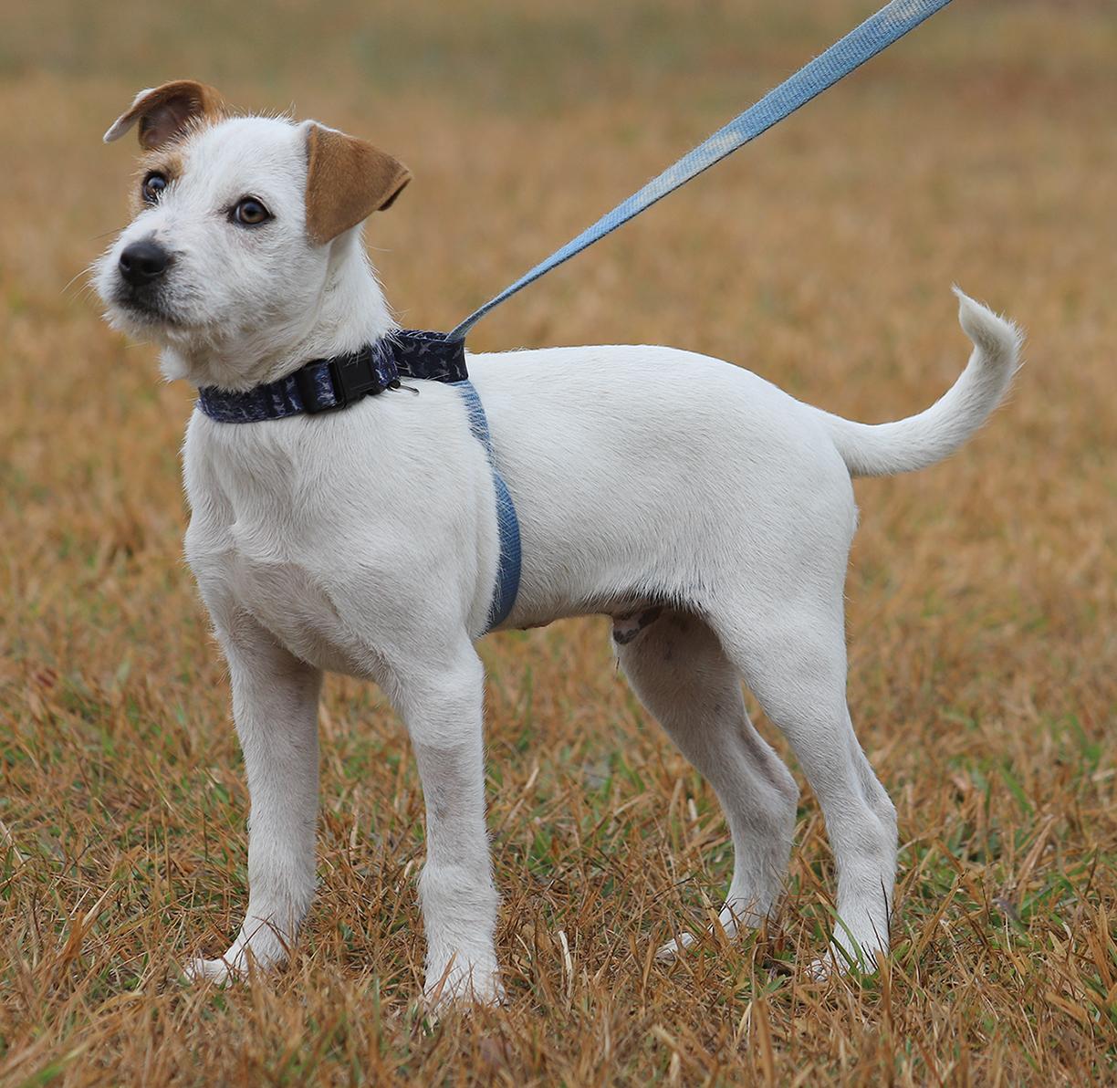 Pez, an adopted mixed breed in North Fort Myers, FL image 2/3