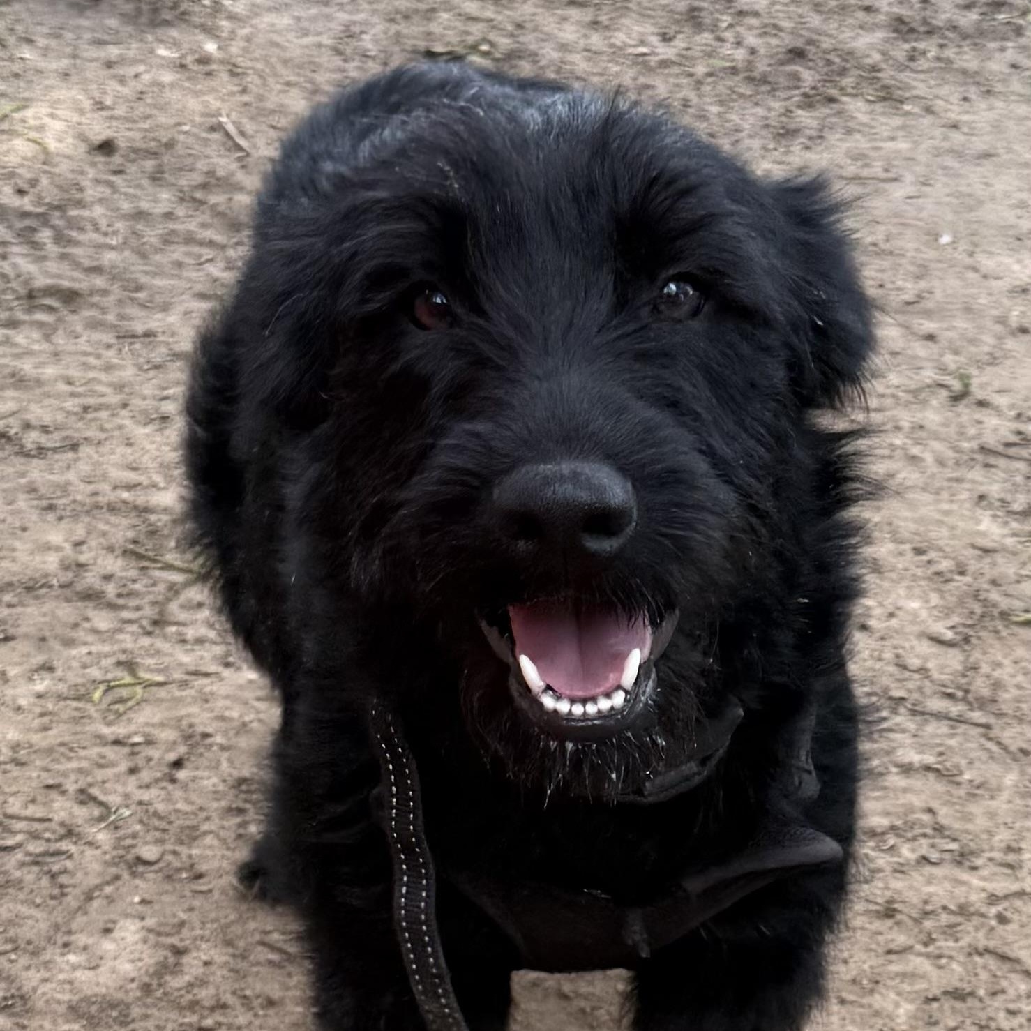 Shadow (Courtesy Post), Young Female Schnauzer