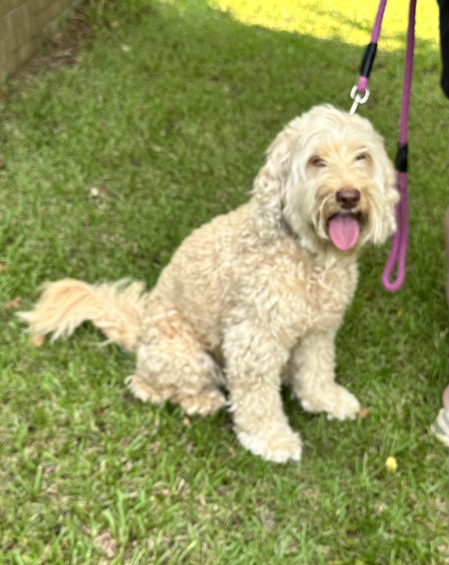 Bella Doodle, Adoptable, Adult Female Poodle & Australian Shepherd.