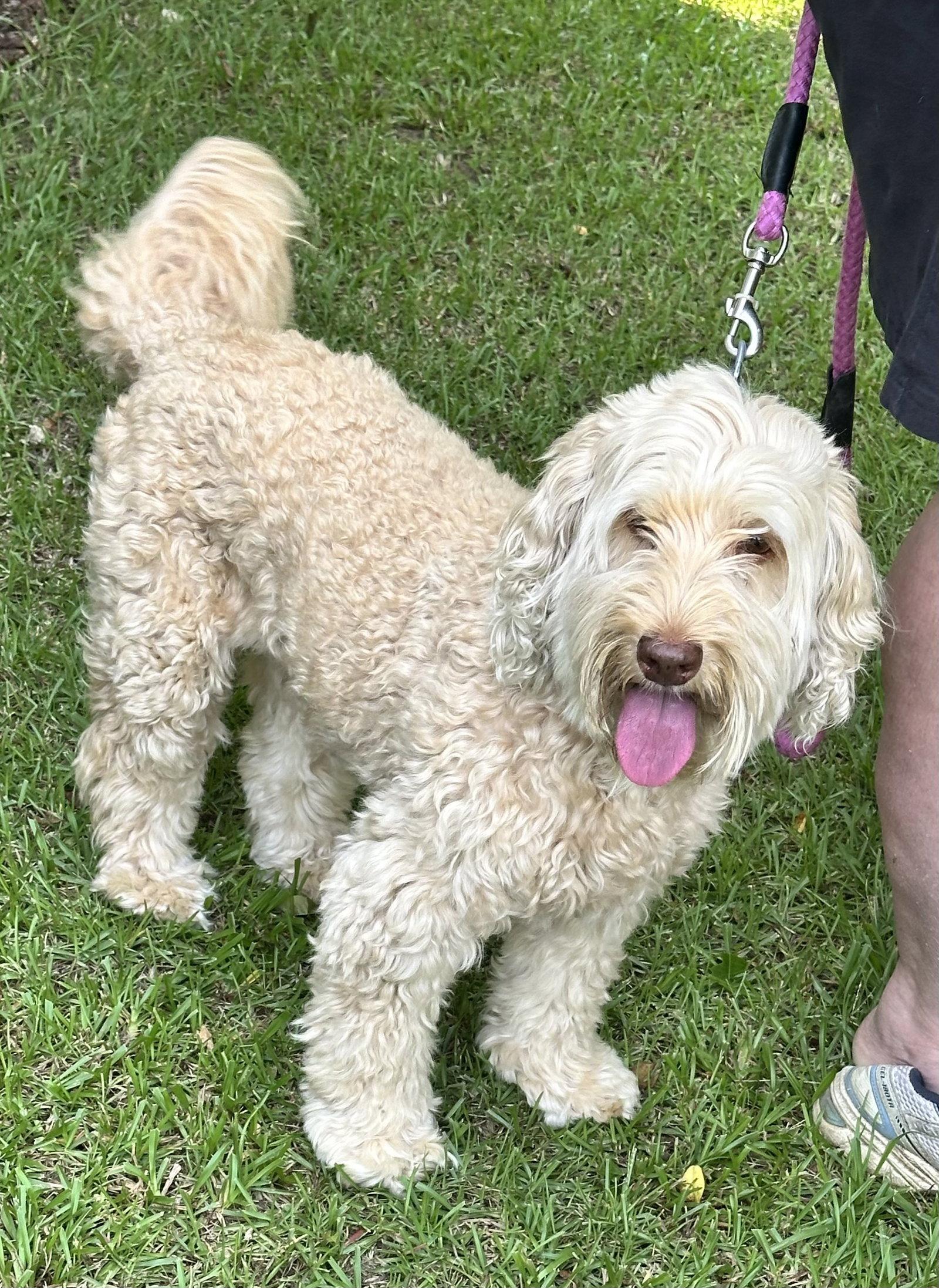Bella Doodle, a Adoptable mixed breed in Garner, NC image 2/3