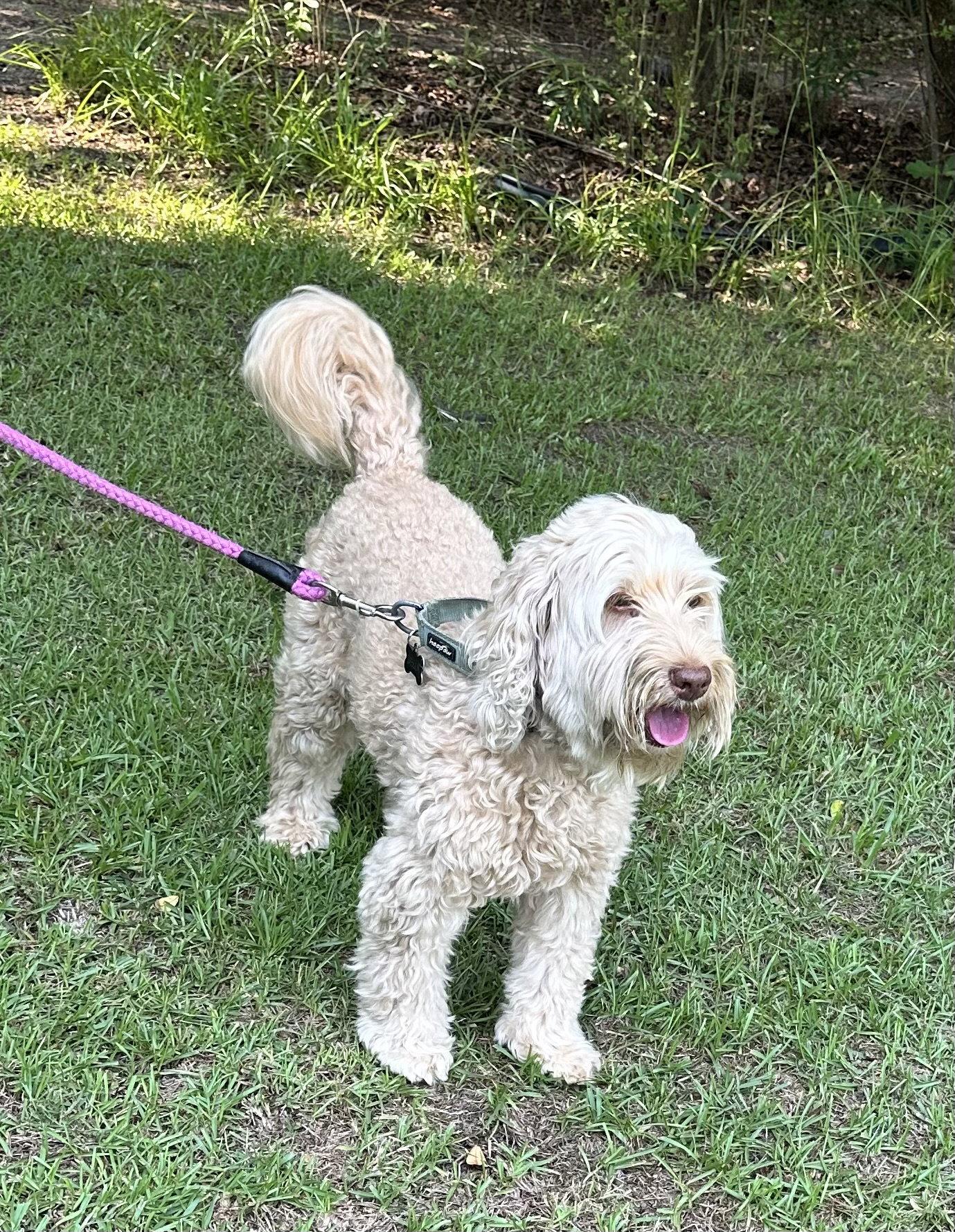 Bella Doodle, a Adoptable mixed breed in Garner, NC image 3/3