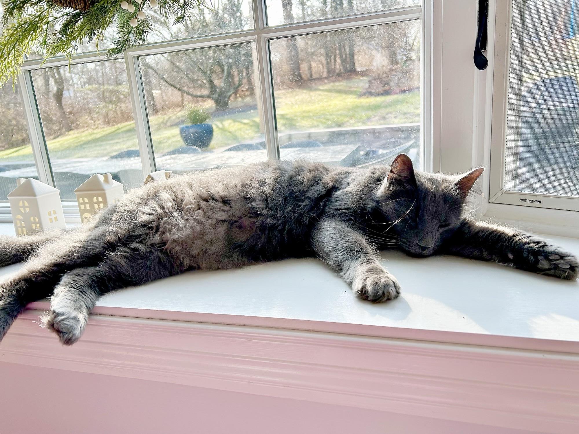 Enlarge Mikey, an adopted Domestic Short Hair in Ridgefield, CT image 5/6