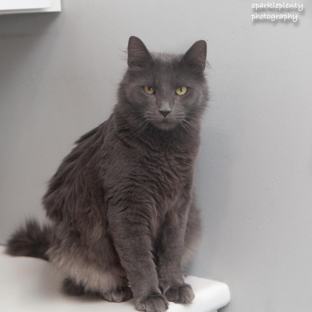 Enlarge Mikey, an adopted Domestic Short Hair in Ridgefield, CT image 2/6