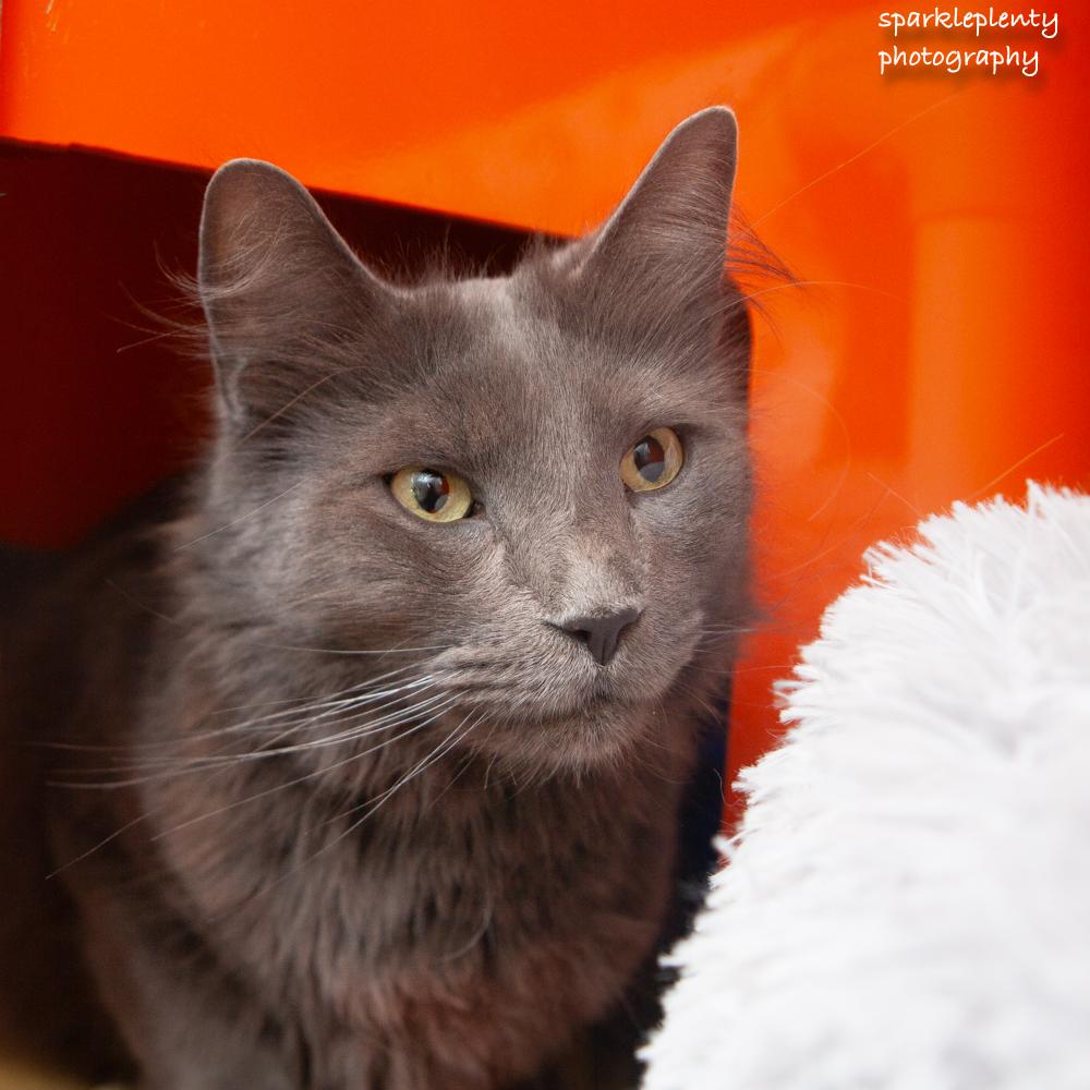 Mikey, adoptable, Young Male Domestic Short Hair.