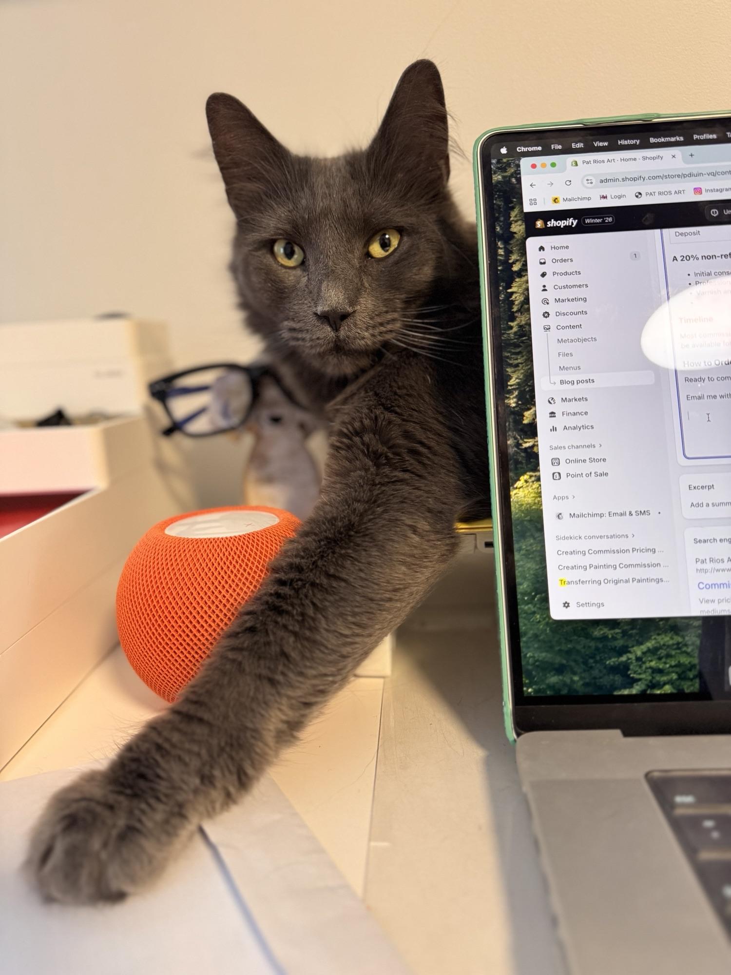 Enlarge Mikey, an adopted Domestic Short Hair in Ridgefield, CT image 6/6