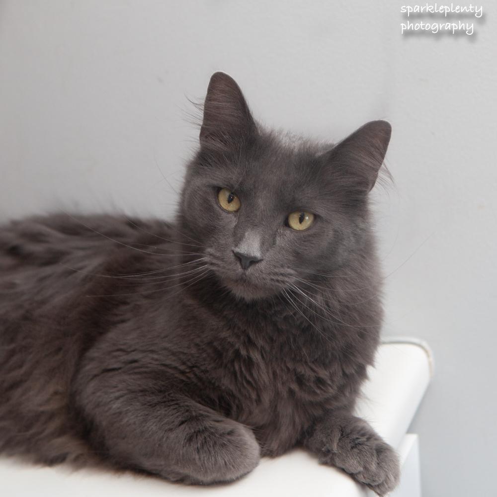 Enlarge Mikey, an adopted Domestic Short Hair in Ridgefield, CT image 1/6