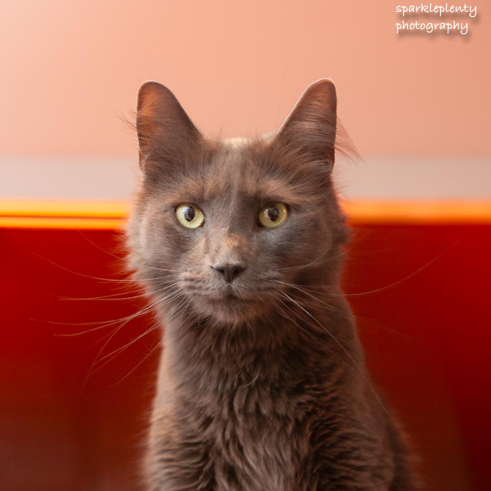 Enlarge Mikey, an adoptable Domestic Short Hair in Ridgefield, CT image 2/2