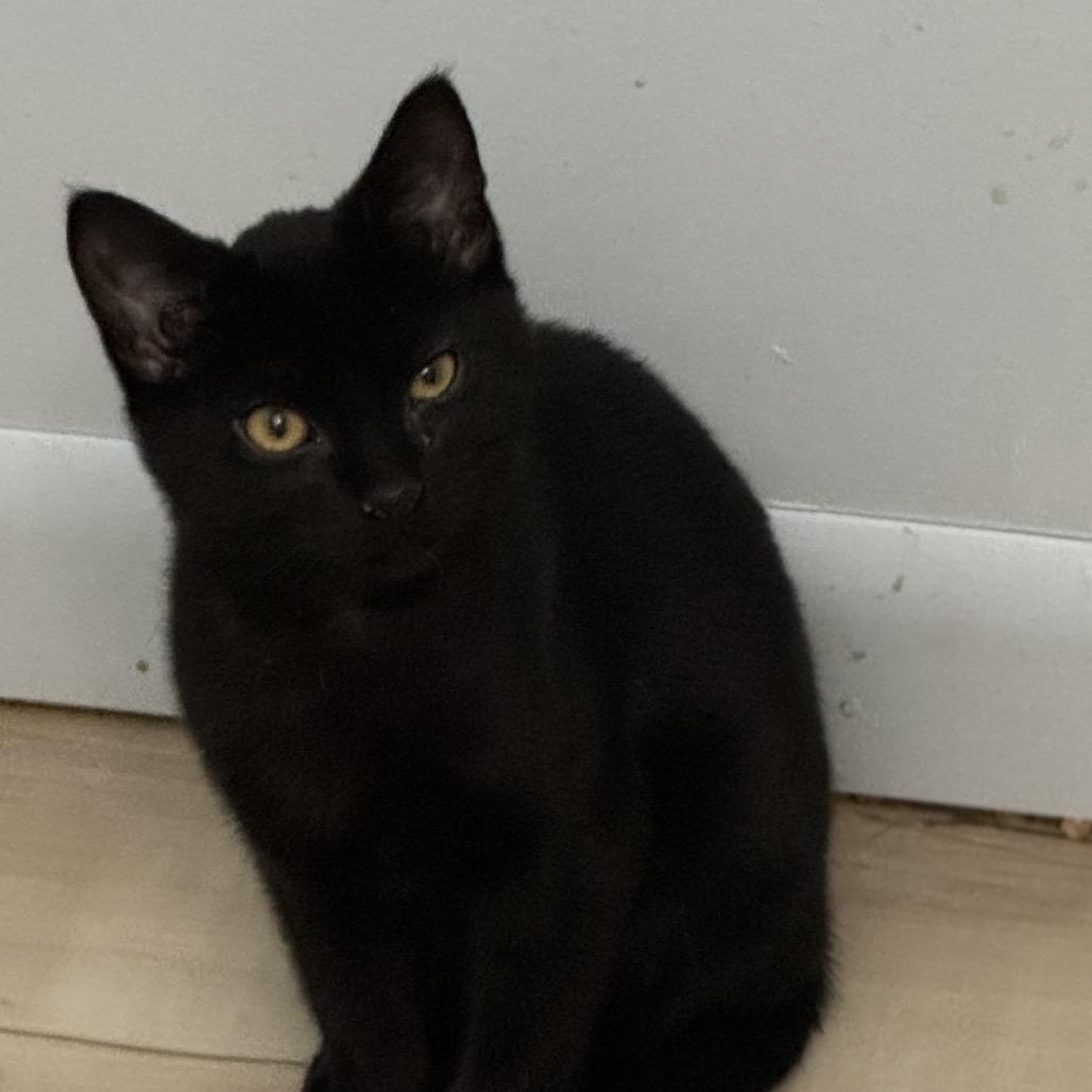 Enlarge Ziva, a Adoptable Domestic Short Hair in Richland, MI image 3/3